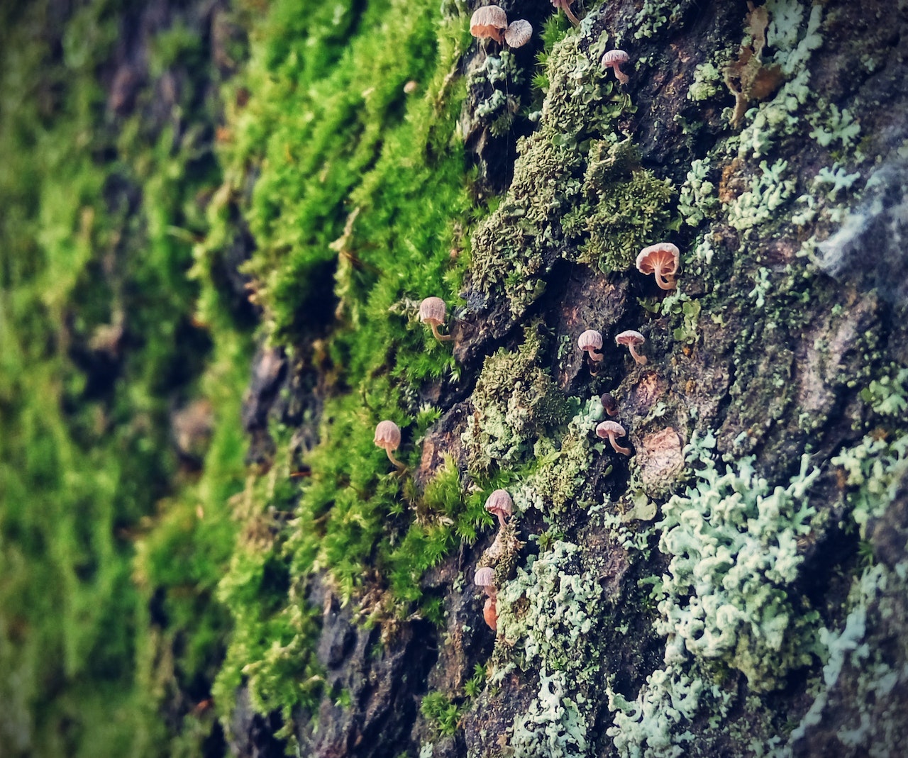 Discovering Oakmoss as an ingredient in Bukhoor